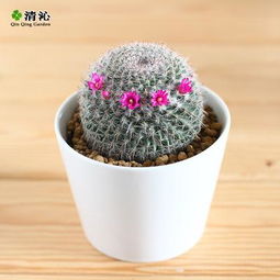 仙人球与多肉植物 春季养护与秋冬盆景的完美搭配
