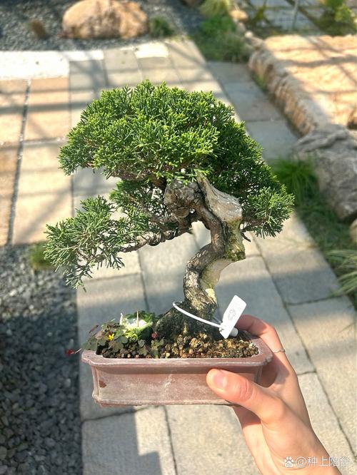 午后时光，静赏系鱼川真柏的独特风韵
